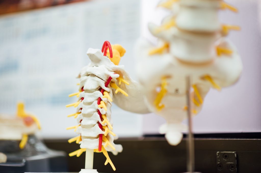 Areas of the spine that are most commonly injured